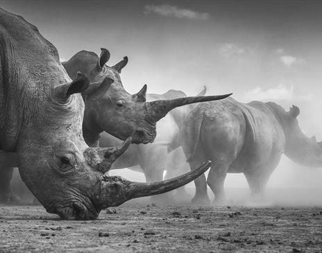 Wildlife Photographer of the Year Exhibition