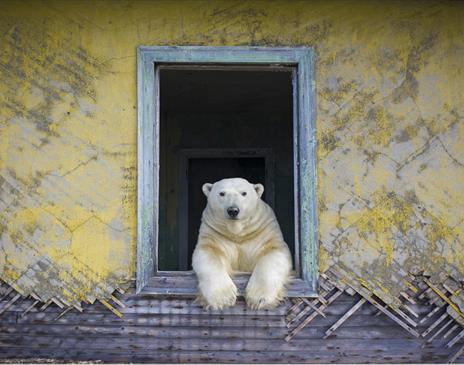 Wildlife Photographer of the Year