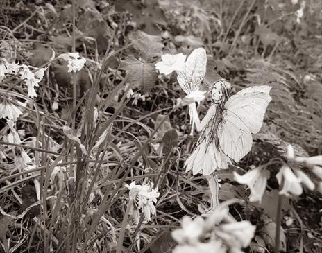 Fairy Lens Adventure and Tea Party
