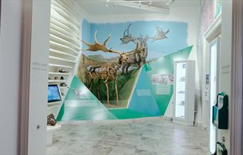 Manx Museum Giant Elk