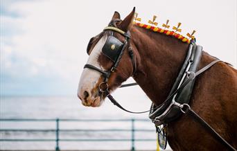 Close up of decorated trammer horse