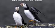 Puffins