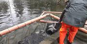 A man picking up fish with a net