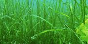 Seagrass wonderful marine wildlife diving