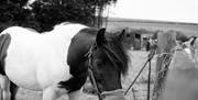 Ballahimmin Riding and Pony Trekking Centre