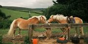 Ballahimmin Riding and Pony Trekking Centre