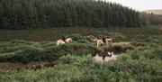 Ballahimmin Riding and Pony Trekking Centre