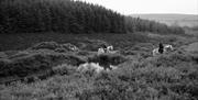 Ballahimmin Riding and Pony Trekking Centre