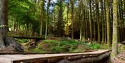 South Barrule Forest
