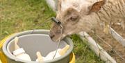 Larry the lamb pinching someone else's milk... all good fun at the farm!