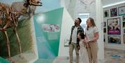 Manx Museum Giant Elk