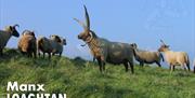 The source of our Loaghtan wool. Olaf the Manx Loaghtan Ram with a few of his ewes