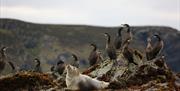 Seals and shags on the rocks