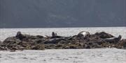 Seals sunbathing near the Calf