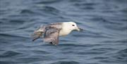 Fulmar