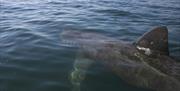 Basking Shark