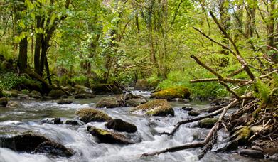 The Glen Roy tributary of the Laxey River