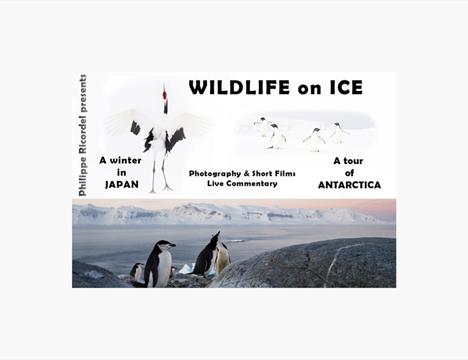 Wildlife on Ice - from Japan to Antarctica
