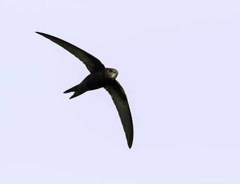 Celebrate Our Swifts