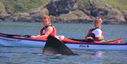 Basking Shark encounter while Sea Kayaking