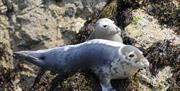 Seal encounter