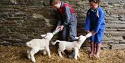 Children enjoy feeding the lambs here at Knockaloe Beg Farm