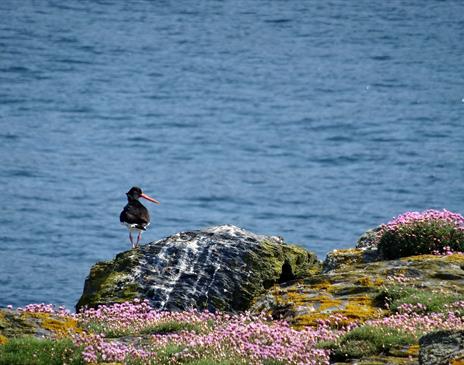Introduction to Birdwatching on the Calf of Man: Residential Course