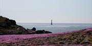 Sea pinks on the Calf of Man overlooking Chicken Rock Lighthouse.