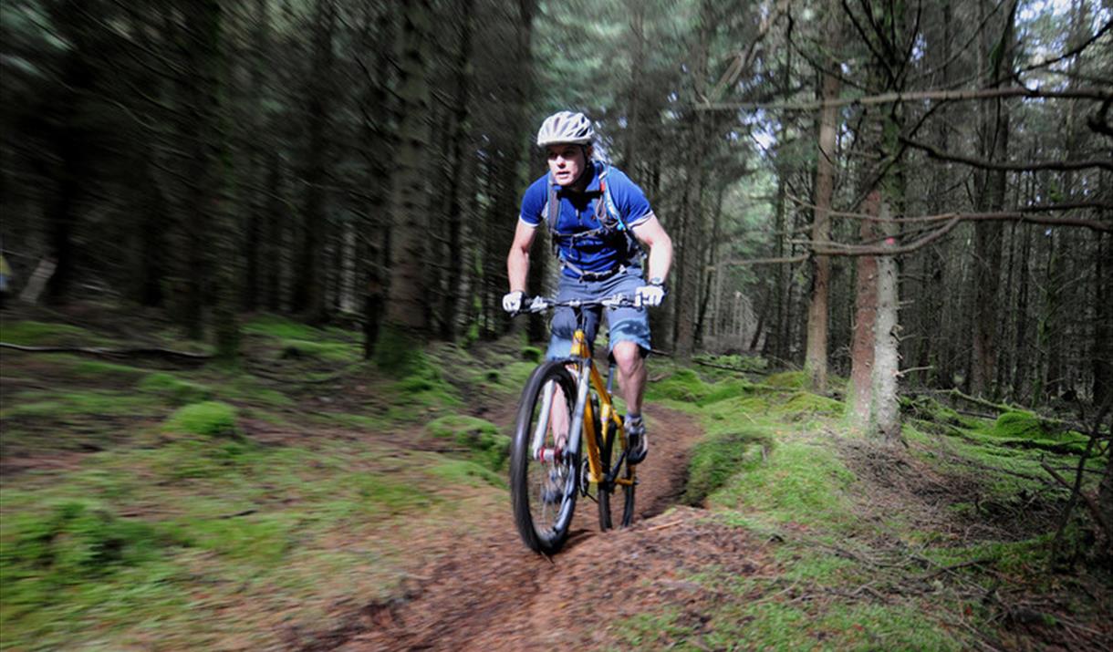 Mountain Biker riding in the plantation
