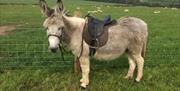 Our gorgeous Cotentin donkey, ready for donkey rides!