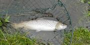 A nice sea trout from the River Neb