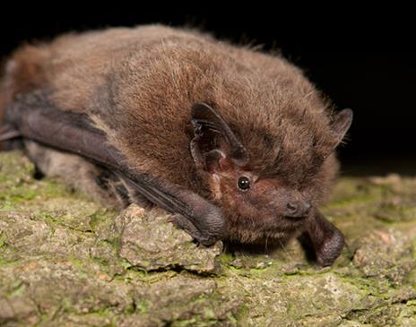 Manx Wildlife Week: Guided Bat Walk around Silverdale Glen with the Manx Bat Group