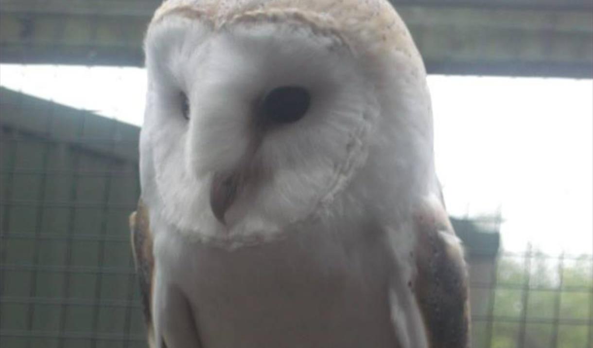 Manx Wildlife Week: Meet Pepsi the Barn Owl
