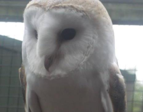 Manx Wildlife Week: Meet Pepsi the Barn Owl
