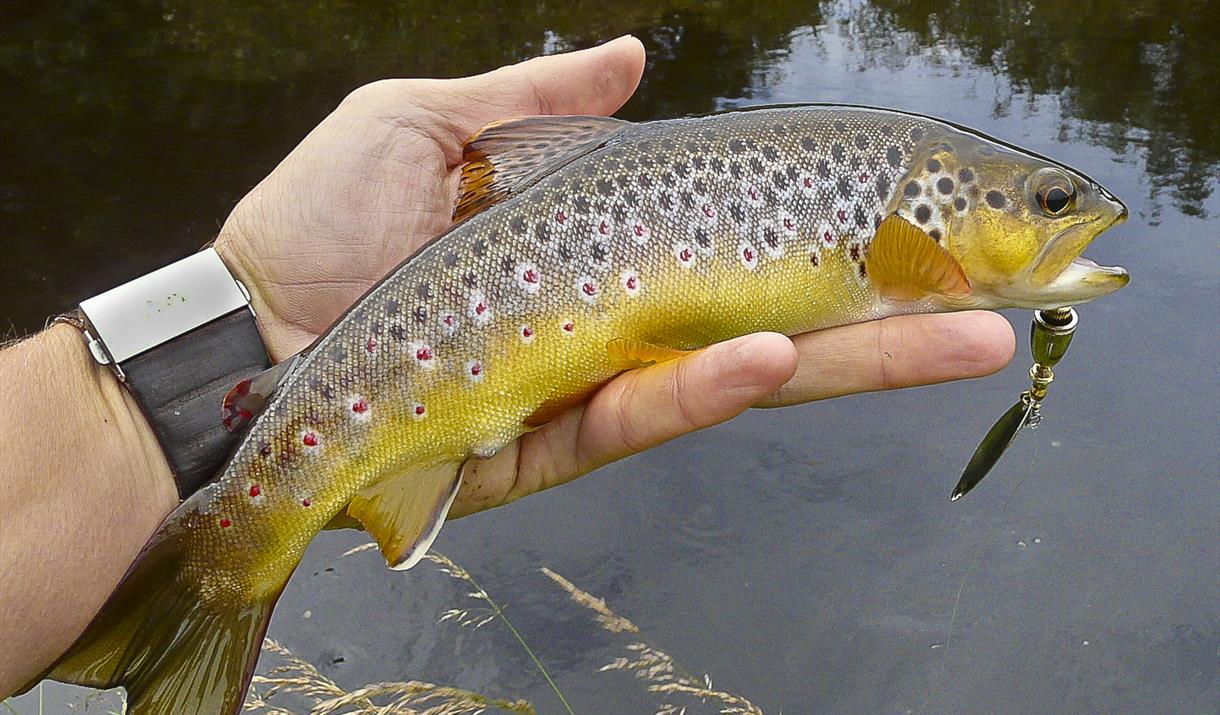 A wild Manx brown trout