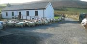 The Byre really is part of the Farmyard so you may see sheep, pigs, ponies or goats walking past the door any time.