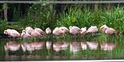 Chilean Flamingos