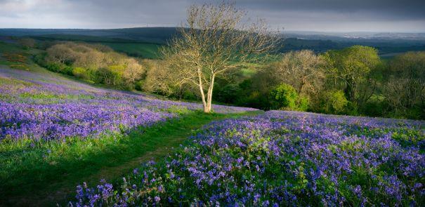 Bluebells within the countryside on the Isle of Wight