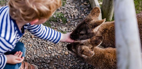 Children feeding wallabies at Tapnell Farm Park on the Isle of Wight