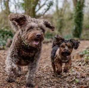 Two dogs running through a forest on the Isle of Wight