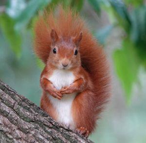 Red squirrel sitting on a log in the countryside of the Isle of Wight