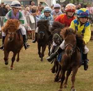 Shetland race at the Royal Isle of Wight County Show