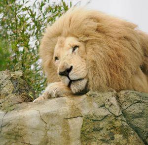 A lion laying on a rock at Wildheart Animal Sanctuary on the Isle of Wight