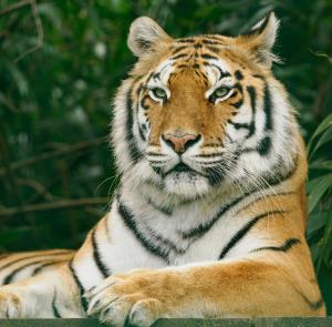 A tiger laying down at Wildheart Animal Sanctuary on the Isle of Wight