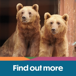 Two bears at Wildheart Animal Sanctuary