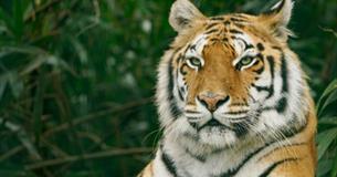 Tiger at Wildheart Animal Sanctuary, Attraction, Sandown, Isle of Wight