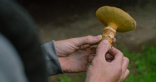 Isle of Wight, things to do, Autumn Foraging Walk, Borthwood Copse, Picture of freshly picked mushroom