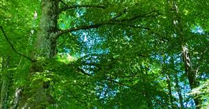 Beech tree, trees of life series gong and sound baths, health & wellbeing, Isle of Wight, wellness event, what's on, Echo Me Sound Therapy, image cred