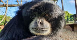 Bog the Siamang at Monkey Haven, sanctuary, Isle of Wight, Things to Do