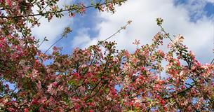 Crab Apple tree, trees of life series gong and sound baths, health & wellbeing, Isle of Wight, wellness event, what's on, Echo Me Sound Therapy